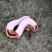 High White Piebald Ball Python (Juvenile) (Python regius) THUMBNAIL