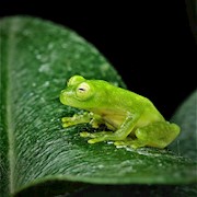 Tree Frog - Fleischmann's Glass (Hyalinobatraschium fleischmanni) THUMBNAIL