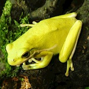 Tree Frog - Green (Hyla cinerea) THUMBNAIL