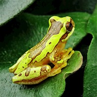 Tree Frog - Hourglass (Hyla ebraccata) MAIN