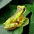 Tree Frog - Hourglass (Hyla ebraccata) SWATCH