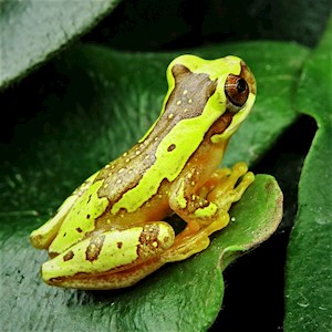 Tree Frog - Clown (Hyla ebraccata) LARGE