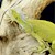 Green Iguana - Hypo Green (Lime) (Iguana iguana) SWATCH