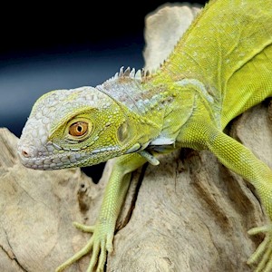 Green Iguana - Hypo Green (Lime) (Iguana iguana) LARGE