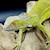 Green Iguana - Hypo Green (Lime) (Iguana iguana) SWATCH