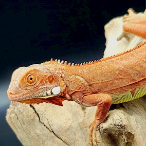 Green Iguana - Hypo Red (Orange) (Iguana iguana) LARGE