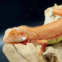 Green Iguana - Hypo Red (Orange) (Iguana iguana) MAIN