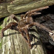 Giant Baboon Tarantula (Hysterocrates gigas) THUMBNAIL