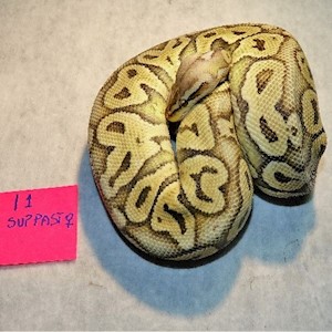 Ball Python - Super Pastel (Female Adult I1) LARGE