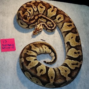 Ball Python - Super Pastel (Female Adult I3) LARGE