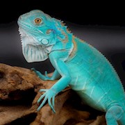 Green Iguana - Blue Phase (Iguana iguana) THUMBNAIL