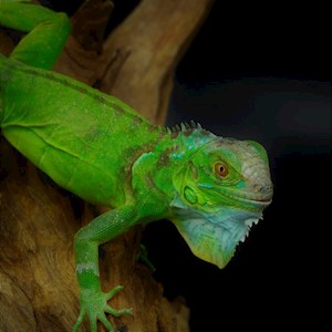 Green Iguana - Green Phase (Iguana iguana) LARGE