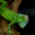 Green Iguana - Green Phase (Iguana iguana) SWATCH