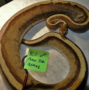 Ball Python - Genetic Stripe (Male Adult K1) THUMBNAIL