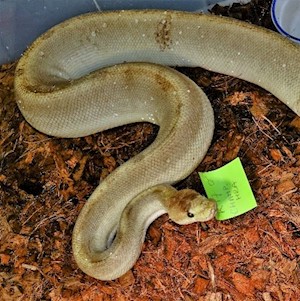 Ball Python - Champagne HRA (Male Adult K17) LARGE