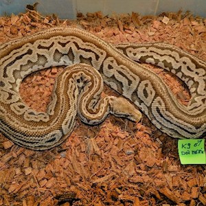 Ball Python - Pastel Red Axanthic Dot Matrix (Male Adult K9) LARGE