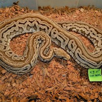 Ball Python - Pastel Red Axanthic Dot Matrix (Male Adult K9) MAIN