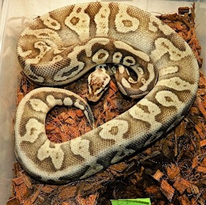 Ball Python - Pastel Butter (Male Adult L1) LARGE