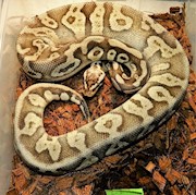 Ball Python - Pastel Butter (Male Adult L1) THUMBNAIL