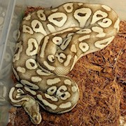 Ball Python - Super Pastel Mojave (Male Adult L17) THUMBNAIL