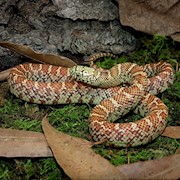 Hypo Brooks' Kingsnake (Juvenile) (Lampropeltis getulus floridiana) THUMBNAIL