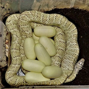 Kingsnake - Hypo Brooks' (Adult - Female) (Lampropeltis getulus floridiana) LARGE