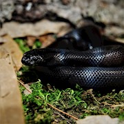 Kingsnake - Mexican Black (Juvenile)(Lampropeltis getula nigrita) THUMBNAIL