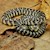 Kingsnake - Brooks' (Juvenile) (Lampropeltis getulus floridiana) SWATCH