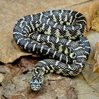 Kingsnake - Brooks' (Juvenile) (Lampropeltis getulus floridiana) MAIN