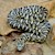 Kingsnake - Brooks' (Juvenile) (Lampropeltis getulus floridiana) SWATCH