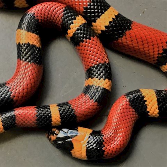 apricot milksnake apricot milksnake