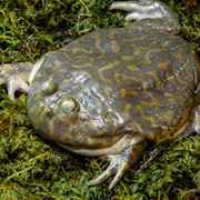 Budgett Frog - Adult (Lepidobatrachus laevis) THUMBNAIL