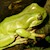 Tree Frog - White's (Juvenile - Captive Bred) (Litoria caerulea) SWATCH