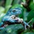 Tree Frog - White's (Juvenile - Captive Bred) (Litoria caerulea) SWATCH