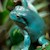 Tree Frog - White's (Juvenile - Captive Bred) (Litoria caerulea) SWATCH