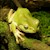 Tree Frog - White's (Juvenile - Captive Bred) (Litoria caerulea) SWATCH