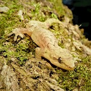 Mourning Gecko (Lepidodactylus lugubris) THUMBNAIL