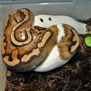 Ball Python - High White Piebald (Male Adult M7) THUMBNAIL