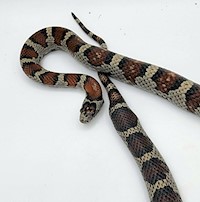 Kingsnake - Variable (Adult - Male) MAIN