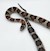 Kingsnake - Variable (Adult - Male) SWATCH