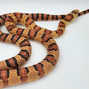 King Snake - Nuevo Leon/Adult Male 1 THUMBNAIL