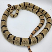 Kingsnake - Nuevo Leon (Adult - Male) MAIN