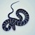 Water Banded Snake SWATCH