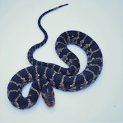 Water Banded Snake (SubAdult) (Nerodia f. fasciata) THUMBNAIL