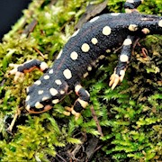 Newt - Yellow Spotted (Neurergus crocatus) THUMBNAIL