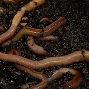 Night Crawler - 12 Lot (Lumbricus terrestris) THUMBNAIL