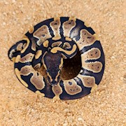 Normal Het+ Pied Ball Python (Juvenile) (Python regius) THUMBNAIL