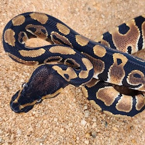 Juvenile Normal Ball Python LARGE