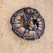 Normal Het+ Pinstripe Ball Python (Juvenile) (Python regius) THUMBNAIL