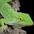 Giant Neotropical Green Anole (Anolis biporcatus) SWATCH